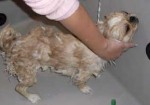 banho-e-tosa-de-animais-em-osasco-1430762905