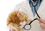 clinicas-veterinarias-em-osasco-1430763253