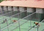hotel-para-animais-em-osasco-1430764758