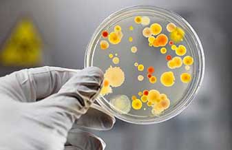 Maria Luiza Paes Brussi - Foto 1