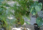 plantas-ornamentais-em-osasco-1430845687