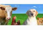 produtos-veterinarios-em-osasco-1430765151
