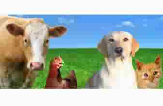 Oliveira Comércio de Produtos Veterinários - Foto 1