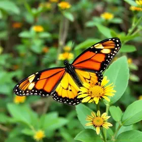 Borboletário de Osasco