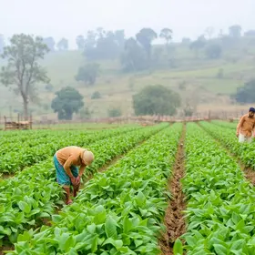 frio nas lavouras
